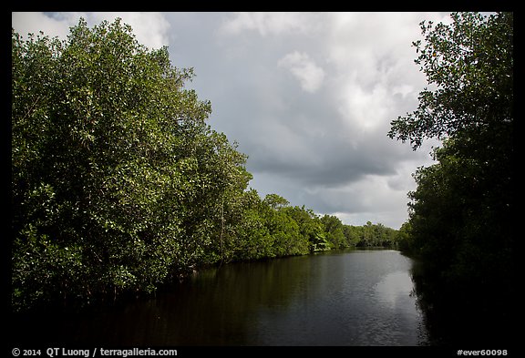 Tropical vegetation growing along canal. Everglades National Park (color)