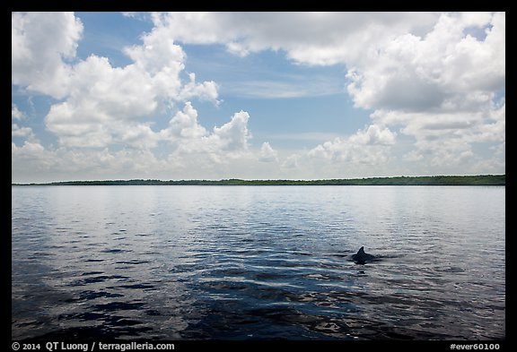 Dolphin fin in Coot Bay. Everglades National Park (color)