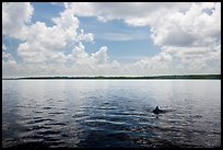 Dolphin fin in Coot Bay. Everglades National Park ( color)