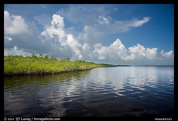 Mangrove shore of Coot Bay. Everglades National Park (color)