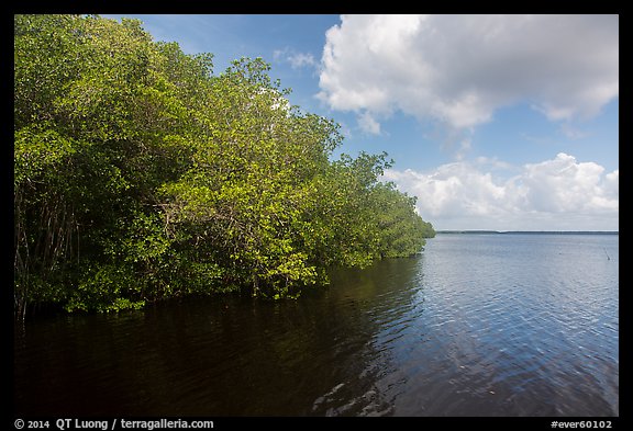 Mangroves bordering Coot Bay. Everglades National Park (color)