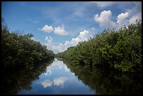 Water-level view of Buttonwood Canal. Everglades National Park ( color)