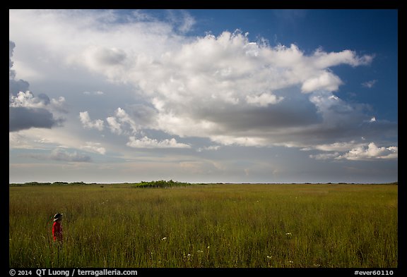 Visitor looking, Taylor Slough. Everglades National Park, Florida, USA.