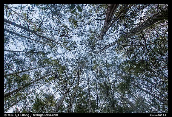 Looking up cypress dome. Everglades National Park (color)