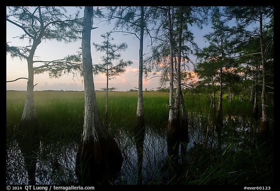 Cypress at edge of dome, summer sunrise. Everglades National Park (color)