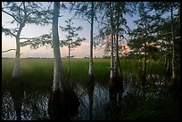 Cypress at edge of dome, summer sunrise. Everglades National Park ( color)