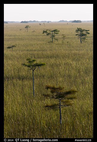 Cypress and freshwater prairie at sunrise. Everglades National Park (color)
