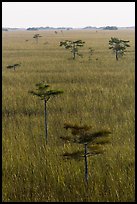 Cypress and freshwater prairie at sunrise. Everglades National Park ( color)