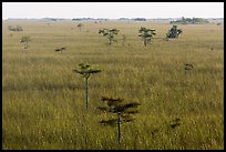 Freshwater prairie punctuated by cypress at sunrise. Everglades National Park ( color)