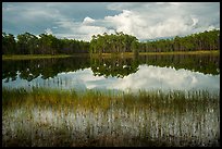 Lake, Long Pine Key. Everglades National Park ( color)