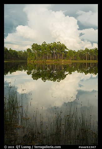 Island with pines and cloud, Long Pine Key. Everglades National Park (color)