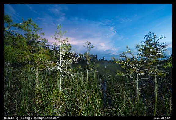 Dwarf cypress at dusk, Pa-hay-okee. Everglades National Park (color)