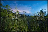 Dwarf cypress at dusk, Pa-hay-okee. Everglades National Park ( color)