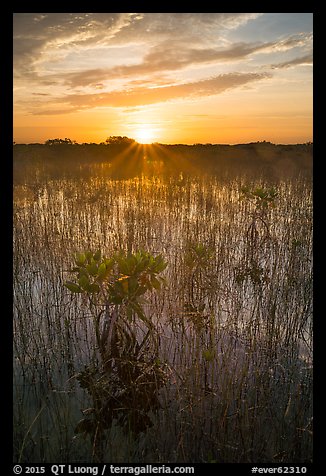 Sun rising above dwarf mangroves. Everglades National Park (color)