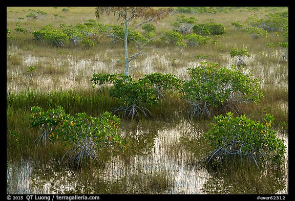 Dwarf mangroves and cypress. Everglades National Park (color)