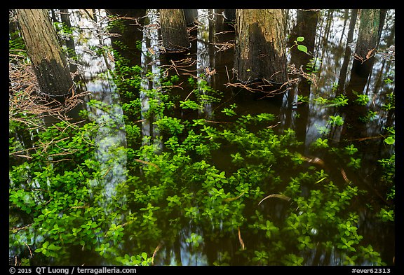 Bacopa and cypress trees. Everglades National Park (color)