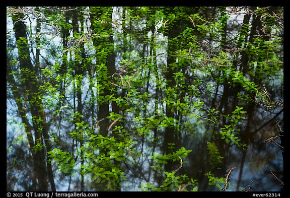 Bacopa and cypress dome reflection. Everglades National Park, Florida, USA.