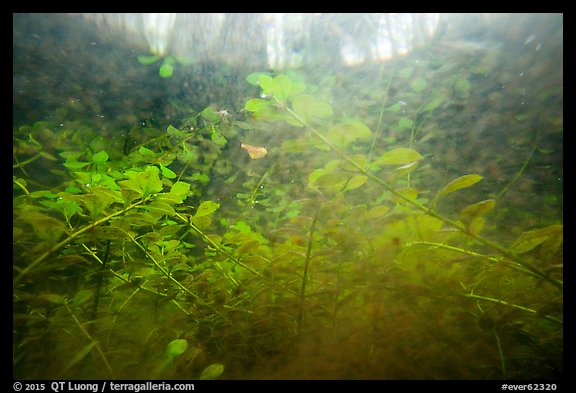 Underwater view of bacopa beneath cypress dome. Everglades National Park (color)