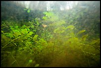 Underwater view of bacopa beneath cypress dome. Everglades National Park ( color)