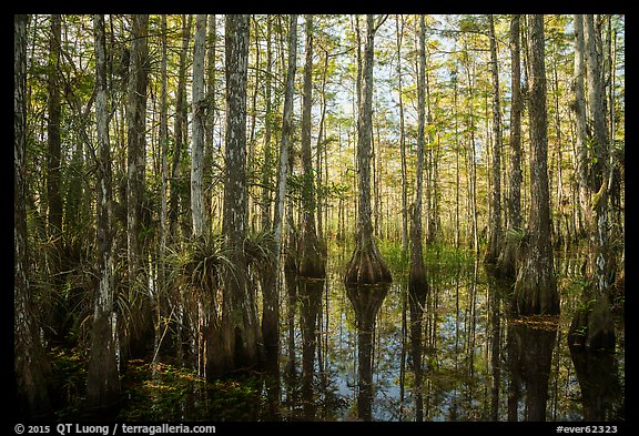 Cypress dome in late afternoon. Everglades National Park (color)