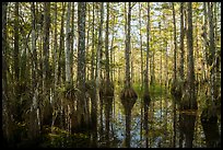 Cypress dome in late afternoon. Everglades National Park ( color)