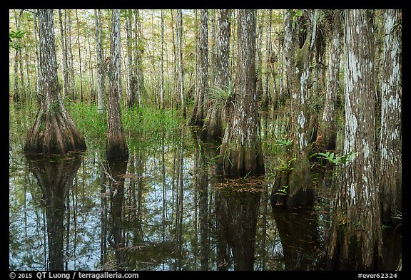 Cypress dome in summer. Everglades National Park (color)