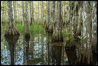 Cypress dome in summer. Everglades National Park ( color)