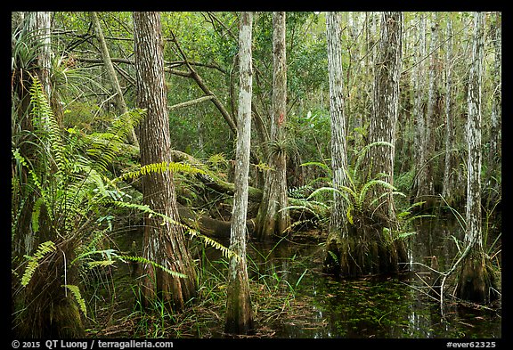 Cypress dome and ferns. Everglades National Park, Florida, USA.