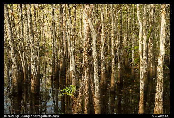 Dense cypress dome. Everglades National Park (color)