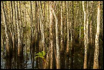 Dense cypress dome. Everglades National Park ( color)