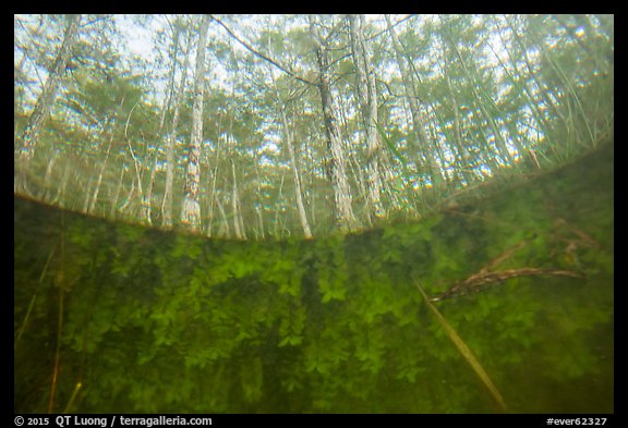 Underwater view of plants and cypress dome. Everglades National Park (color)