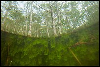 Underwater view of plants and cypress dome. Everglades National Park ( color)