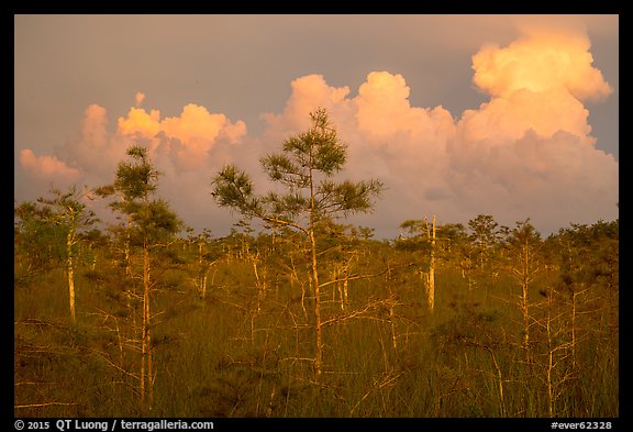Cypress and clouds at sunset. Everglades National Park (color)