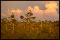 Cypress and clouds at sunset. Everglades National Park ( color)