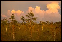 Cypress and clouds at sunset. Everglades National Park ( color)