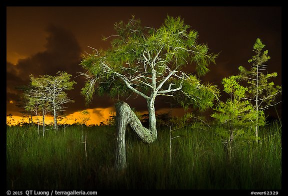 Z tree and cypress at night. Everglades National Park (color)