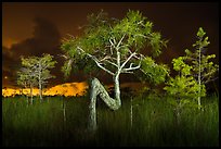 Z tree and cypress at night. Everglades National Park, Florida, USA.