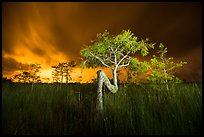 Z tree, sawgrass, and cypress at night. Everglades National Park ( color)