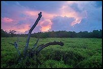 Saltwort and tree skeleton at sunrise. Everglades National Park ( color)