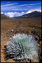 Silversword, an endemic plant, in Haleakala crater near Red Hill. Haleakala National Park, Hawaii, USA.