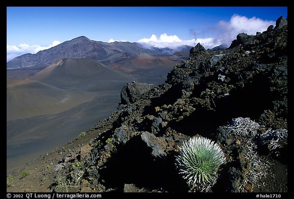 Silversword in Haleakala crater, Sliding sands trail. Haleakala National Park, Hawaii, USA.