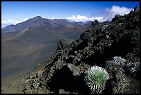 Silversword in Haleakala crater, Sliding sands trail. Haleakala National Park ( color)