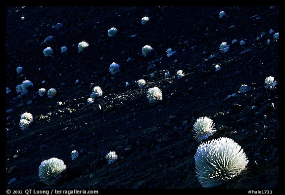 Silverswords over dark cinder slopes,  Haleakala craterl. Haleakala National Park, Hawaii, USA.