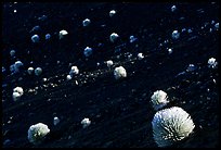 Silverswords over dark cinder slopes,  Haleakala craterl. Haleakala National Park, Hawaii, USA. (color)