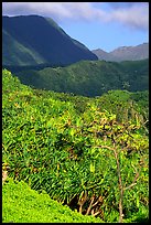 Kipahulu mountains. Haleakala National Park, Hawaii, USA.