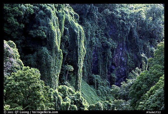 Steep Ohe o gorge walls covered with tropical vegetation, Pipiwai trail. Haleakala National Park (color)