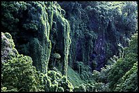 Steep Ohe o gorge walls covered with tropical vegetation, Pipiwai trail. Haleakala National Park, Hawaii, USA.