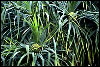 Pineapple-like flowers of Pandanus trees. Haleakala National Park, Hawaii, USA. (color)