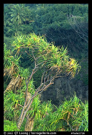Pandanus trees  (Hawaiian Hala). Haleakala National Park (color)