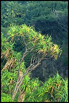 Pandanus trees  (Hawaiian Hala). Haleakala National Park, Hawaii, USA. (color)